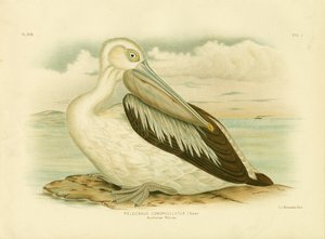Pelícano Australiano, 1891